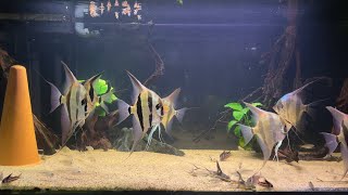 :   /  1.     . Pterophyllum altum.