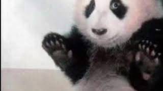 Panda Abuse Kinda
