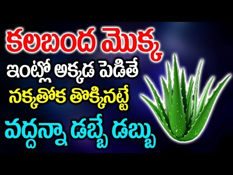 కలబంద మొక్క ఇంట్లో అక్కడ ఉంటె నక్కతోక తొక్కినట్టే వద్దన్నా డబ్బే డబ్బు | Kalabanda Mokka-dabbe dabbu