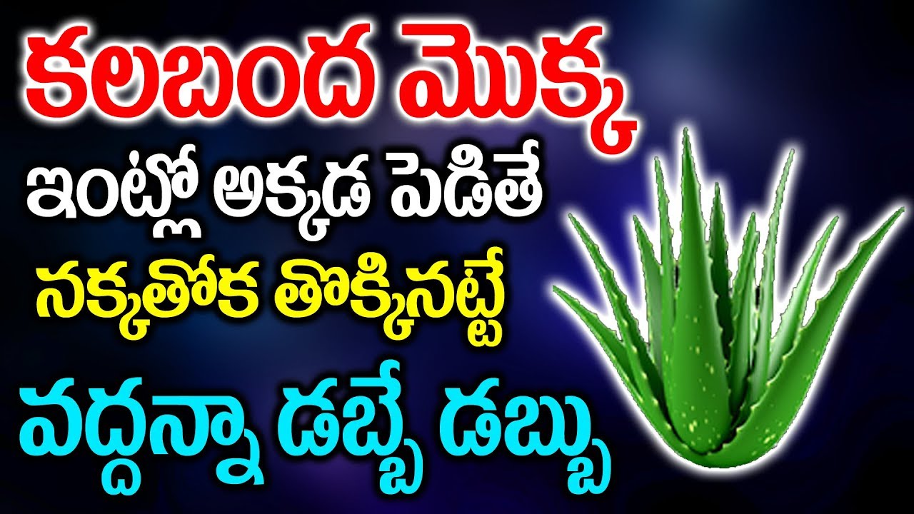 కలబంద మొక్క ఇంట్లో అక్కడ ఉంటె నక్కతోక తొక్కినట్టే వద్దన్నా డబ్బే డబ్బు | Kalabanda Mokka-dabbe dabbu