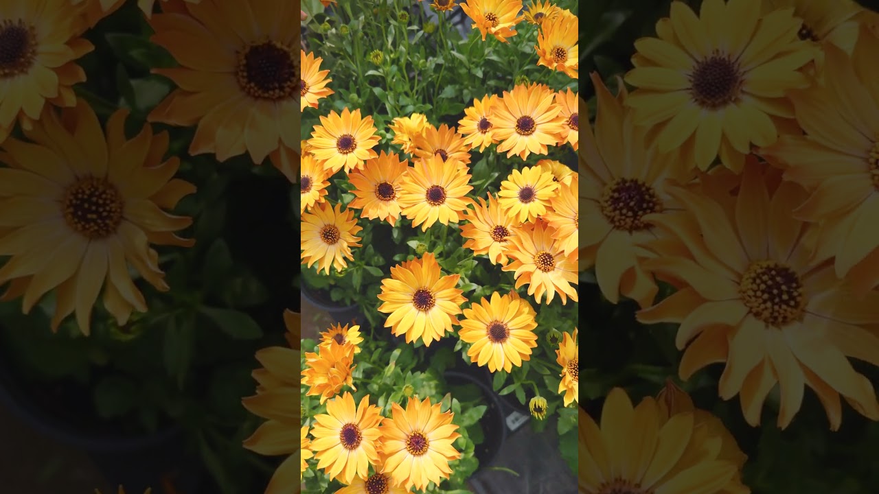 Sun-Kissed Beauty! Dimorphotheca in Full Bloom! 