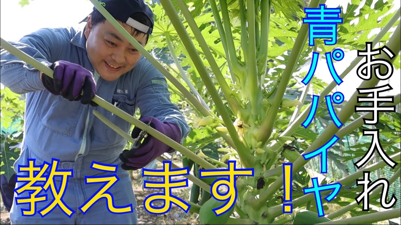 青パパイヤの上手なお手入れ　竹岡ファーム