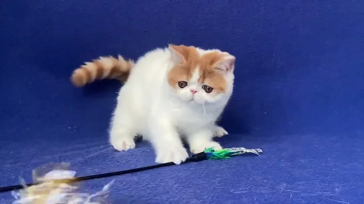 Watch the video about Exotic Shorthair red and White Male kitten of Majestymeow Cattery!