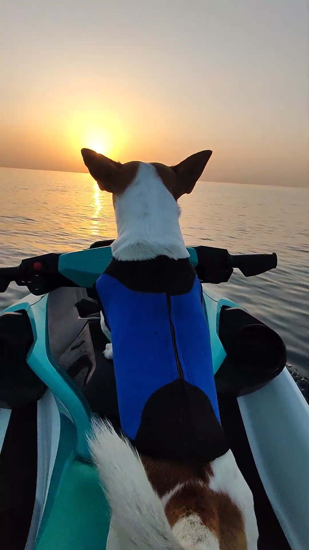 Dog Rides Jetski Into Sunset || ViralHog