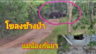 Ep2ช้างป่าภูวัวเกือบเอาชีวิตนายพรานดลตอนช้างออกจากป่า#ช้างตกมัน #ช้างป่า #ช้าง @channel9795