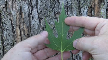 Identifying silver maple
