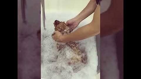 Đưa chó mèo đi spa, cắt tỉa lông chuyên nghiệp tại Hà Nội - Kimi Pet -