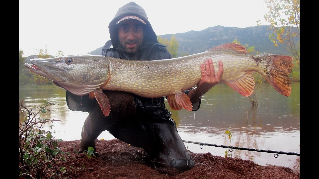 Brochet 1m23, top water attack.