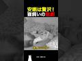 安眠は贅沢!猫飼いの悲劇