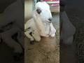 ❤️🌸#viralvideo #ytshorts #animals #goat