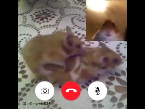 Hamster Facetime Call Meme