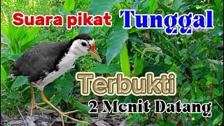 SUARA PIKAT BURUNG RUAK RUAK TUNGGAL TERBUKTI 2MENIT LANGSUNG DATANG (BITDRAP)