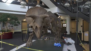 Triceratops skeletal cast lives in SEEC