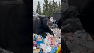 a couple of bears having lunch at the garbage dump, a generative ai funny vid clip made w/ Sora2