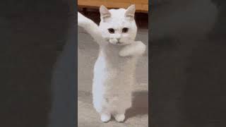 #dance#cat
