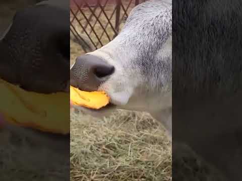 Zebu enjoying pumpkin