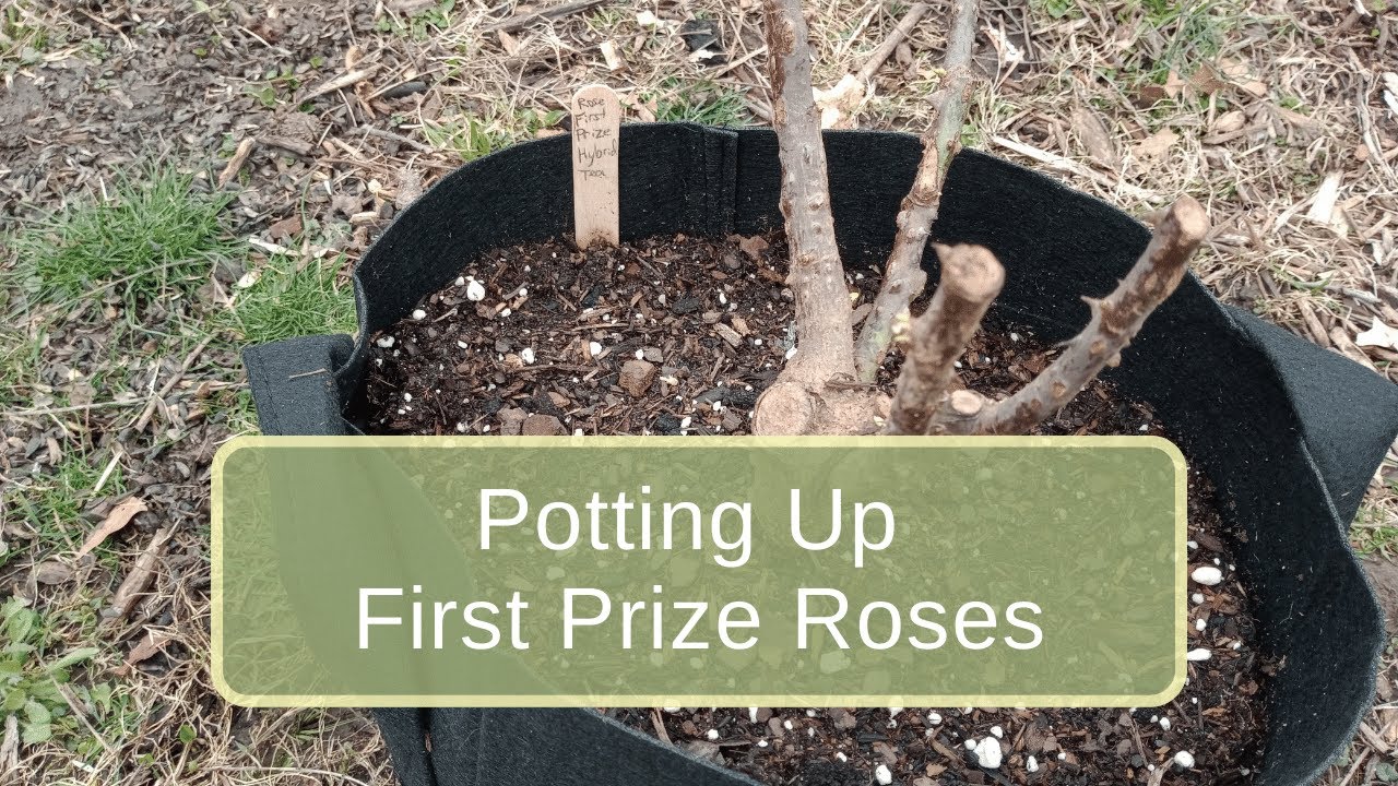 Potting Up First Prize Roses YouTube