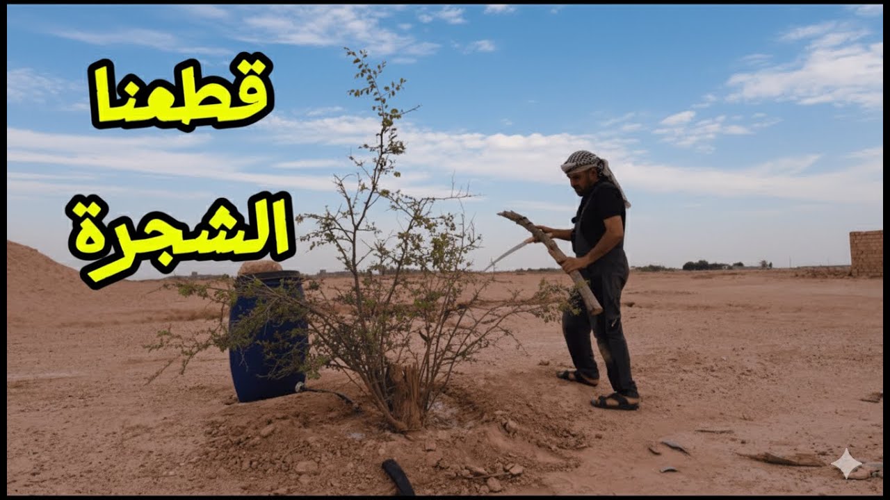 زرعوا شجرة السدر من سنين ونحن قطعناها