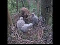 05:10 AM Quick Morning Snack and Nap Time Inside Occupied Buzzard Nest! 🦅😴