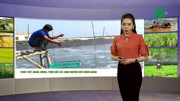 Thời tiết nông vụ 21/05/2020: Phòng bệnh cho tôm nuôi khi thời tiết nắng nóng | VTC14