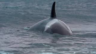 Orca swims too close to shore and gets beached