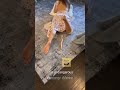 watch out for snakes | funny videos of the world 17 #shorts #funny #memes