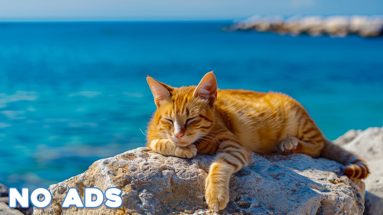 12 Hours Anti Anxiety Music For Cats 🐈 Stress Relief Music For Cats ♬ Calming Music For Cats