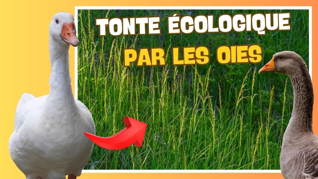 🦢 La tonte écologique par les oies