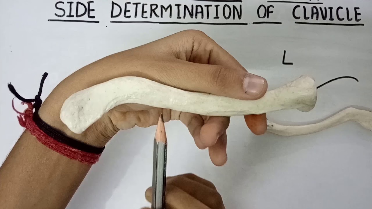 Clavicle side determination YouTube