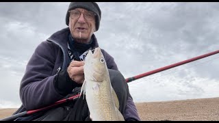 Codfest! Chesil Bang On Form  Cod fishing Chesil Beach Shore October 2022