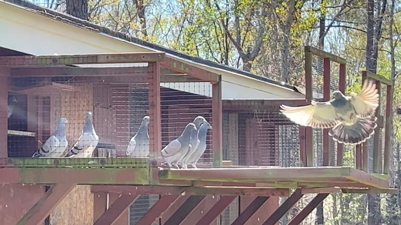2023 Racing pigeon first release and showing my new Rhode Island Red chickens