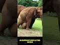 An Elephant Mom Laying An Egg Shorts Mom Elephant Egg 