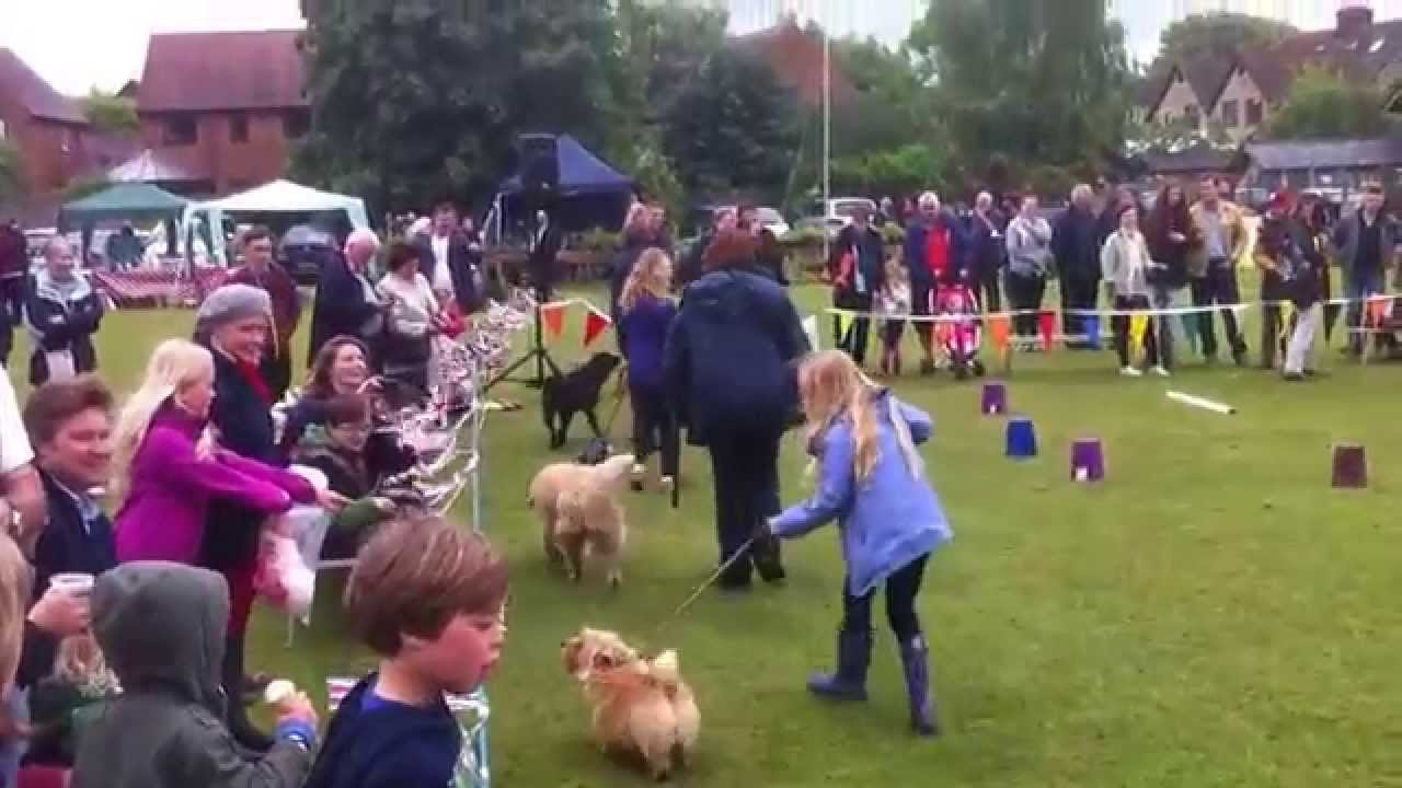 Great Milton Dog Show 2015 - YouTube