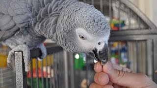 My African Grey's Favorite Foods