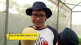 Cari Tau Budidaya Cabe Manis Bareng Unyil | SI UNYIL (21/08/20)