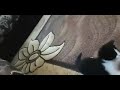 Funny cats playing cat