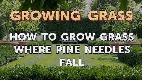 How to Grow Grass Where Pine Needles Fall