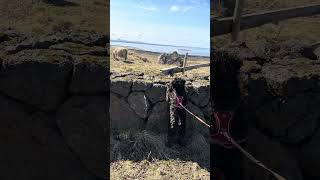 Dog - First time seeing  sheep  reaction #entertainment #viral #puppy
