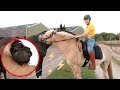 STROOMDRAAD TUSSEN DE PAARDEN! | Weekvlog #171