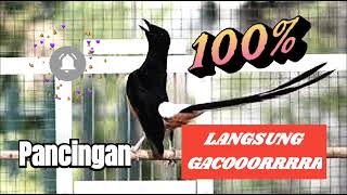 Download Lagu 100% MURAI BATU LANGSUNG GACOR MP3