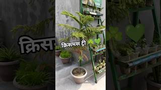 करसमस टर पलट