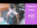 Смешные КОТЫ, КОТИКИ, КОТЯТА #15 Приколы с котиками