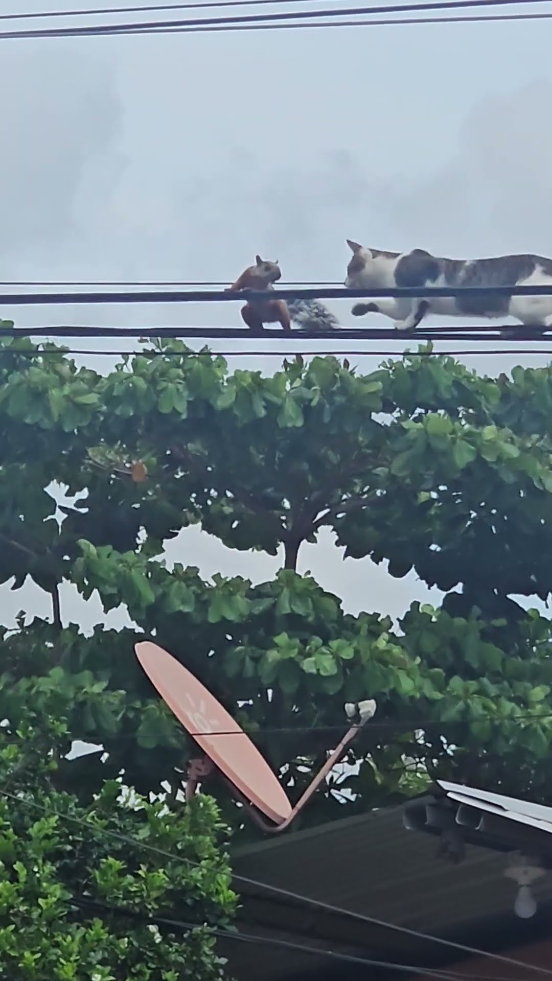 Cat Hunts Squirrel On Cables || ViralHog
