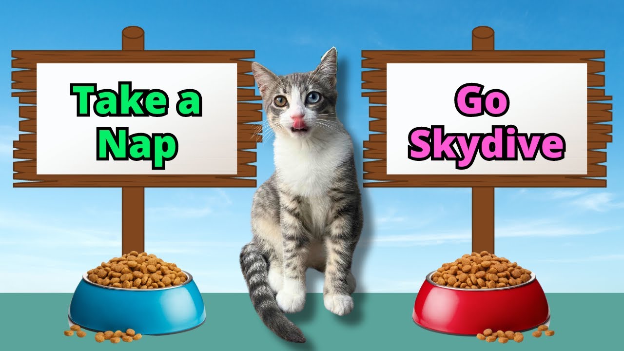 i-let-my-kitten-control-my-day-youtube