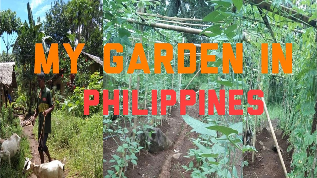 PLANTING DIFFERENT KIND OF VEGETABLES IN PHILIPPINES YouTube planting-different-kind-of-vegetables-in-philippines-youtube