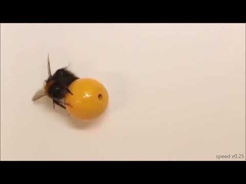 A Bee Rolling a Ball