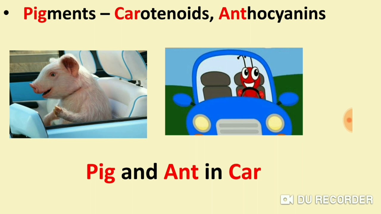 Trick to learn Secondary metabolites table 9.3 from biomolecules