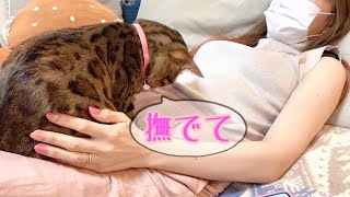 膝の上に乗り全力で撫でてとオネダリするツンデレ猫リンちゃん