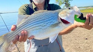 EP49 Daytime fishing ຕຶກເບັດຍາມກາງເວັນ #hybrid striped bass ตกปลา # ຕຶກເບັດ