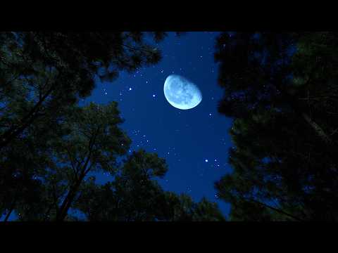 Crickets & Owls on a Calm Summer Night | Relaxing Nature Ambience for Deep Sleep